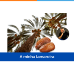A minha tamareira
