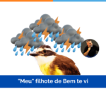 “Meu” filhote de Bem te vi